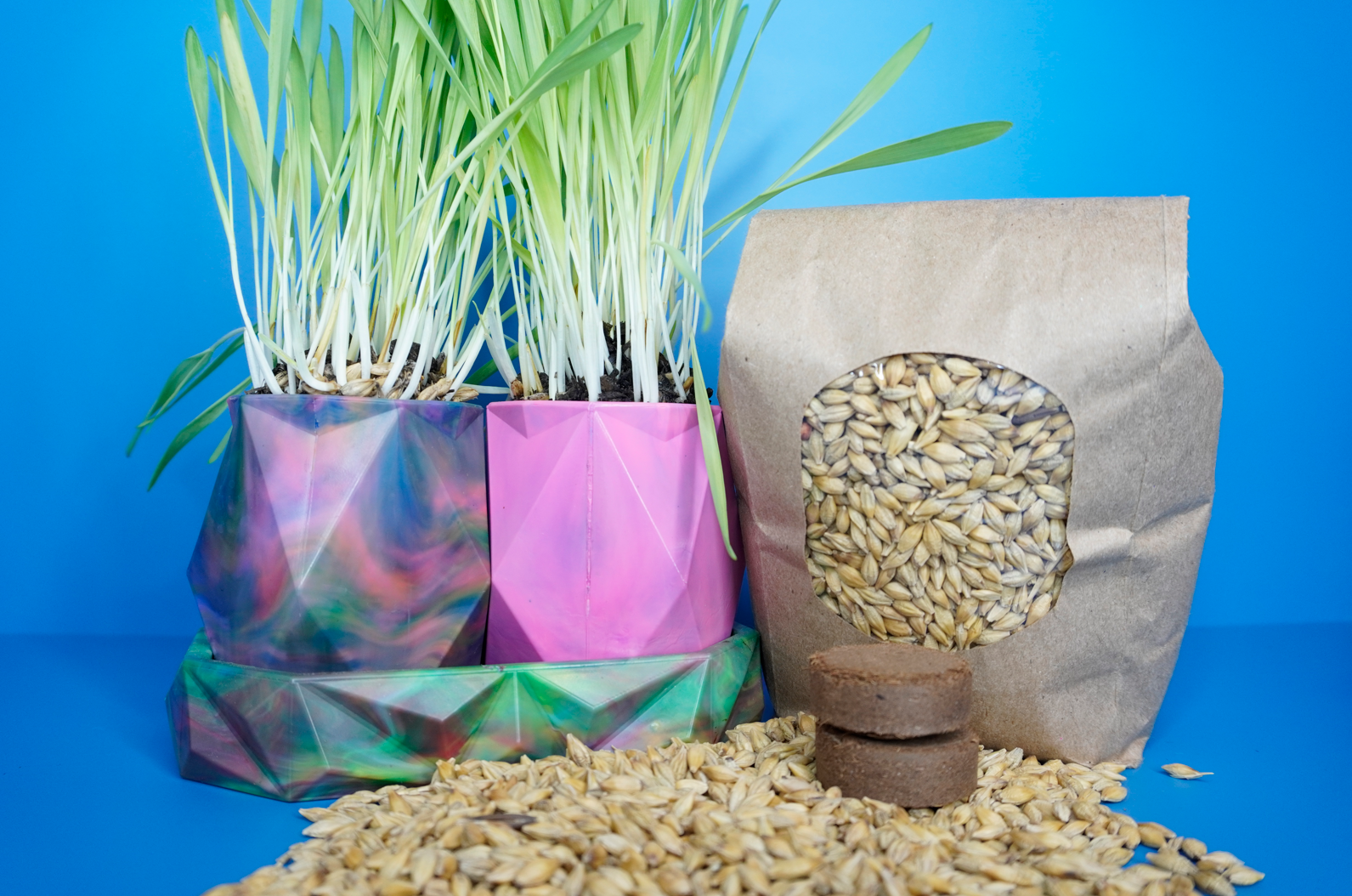 Grass Growing Kits – The TOTI