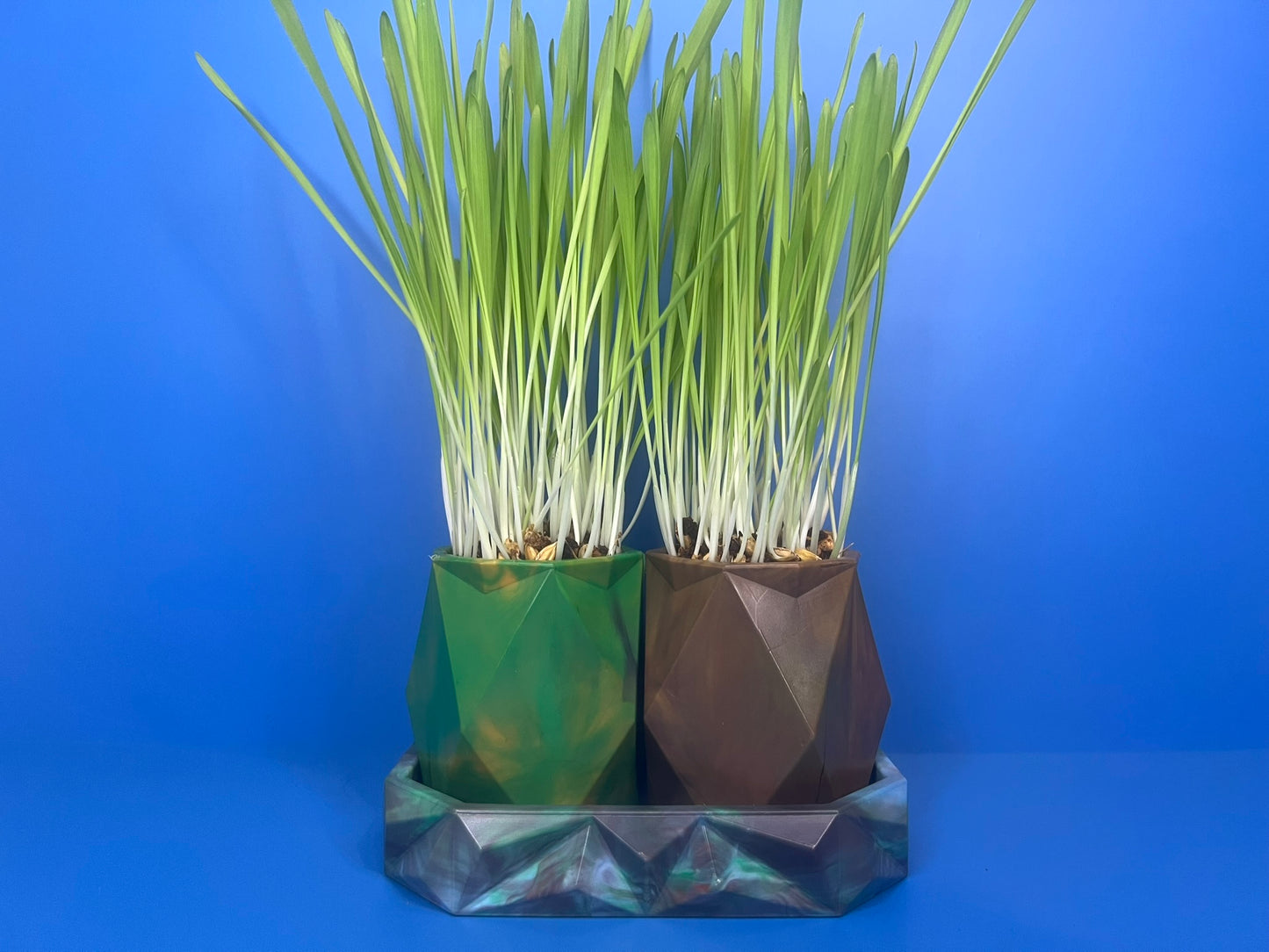 Small Animal Grass Growing Kit - Large