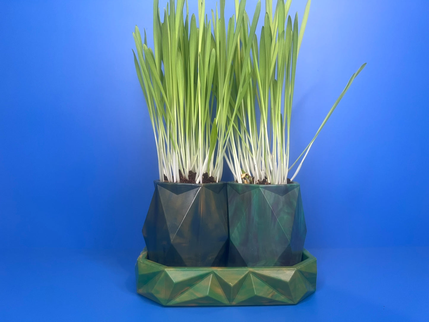 Small Animal Grass Growing Kit - Large