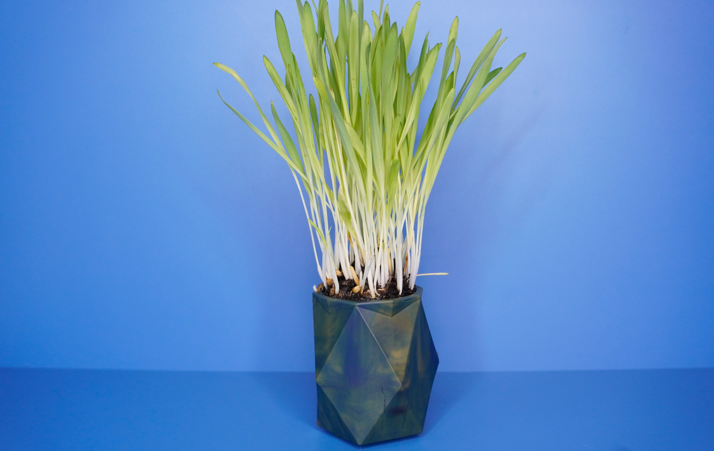 Small Animal Grass Growing Kit - Small